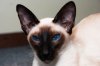 1512210439_siamskaya_koshka_al_herms.jpg