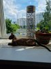 котовальсие.jpg