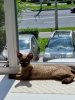 котовальсие 2.jpg