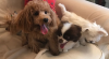 upload_2017-11-27_17-43-58.png