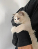 399E7107-1B5E-4F83-84C7-BD7E18B0FF37.png