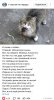 ПРО КОТА.jpg