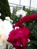 20180619_110729-1728x2304.jpg