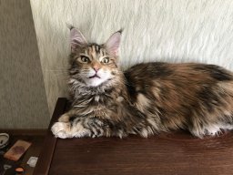 Msalx