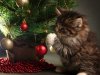 cat_christmas.jpg