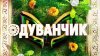 12Одуванчик.jpg
