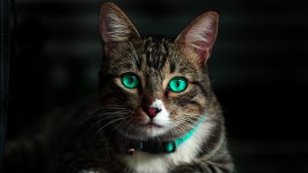 Кот