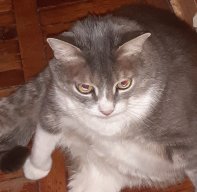 Чеширский кот